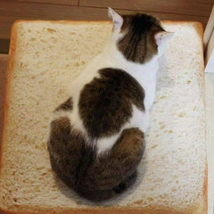 Design Bread Toast Cat Bed Mat