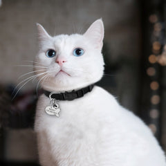 Quick Release Cat Collar