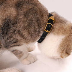 Flocking Cat Collar