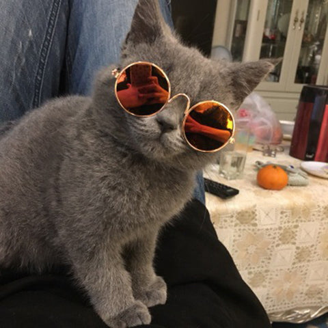 Cool Cat and dog sun glasses