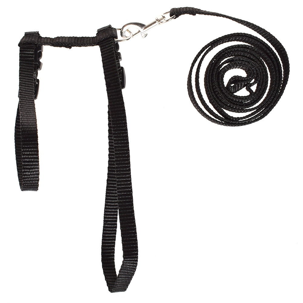 Cat Kitten Halter Set
