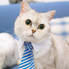Cute Cat Tie Collar