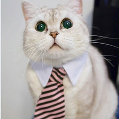 Cute Cat Tie Collar