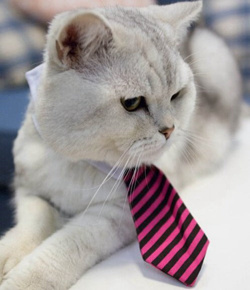 Cute Cat Tie Collar