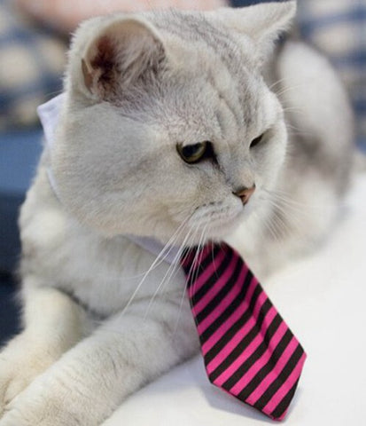 Cute Cat Tie Collar